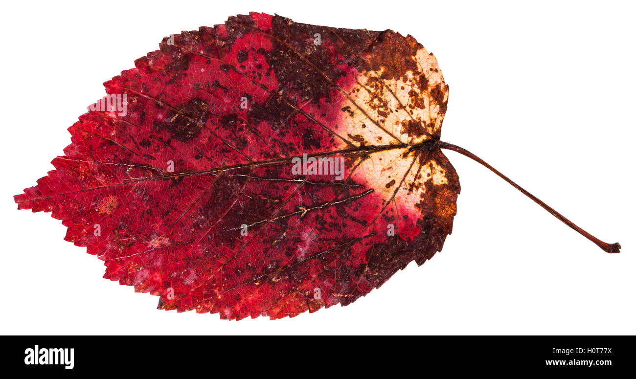 Les feuilles séchées de rouge à feuilles de frêne érable (Acer negundo, fort ancien, boxelder érable, frêne, érable à feuilles de frêne érable) isolated on white Banque D'Images