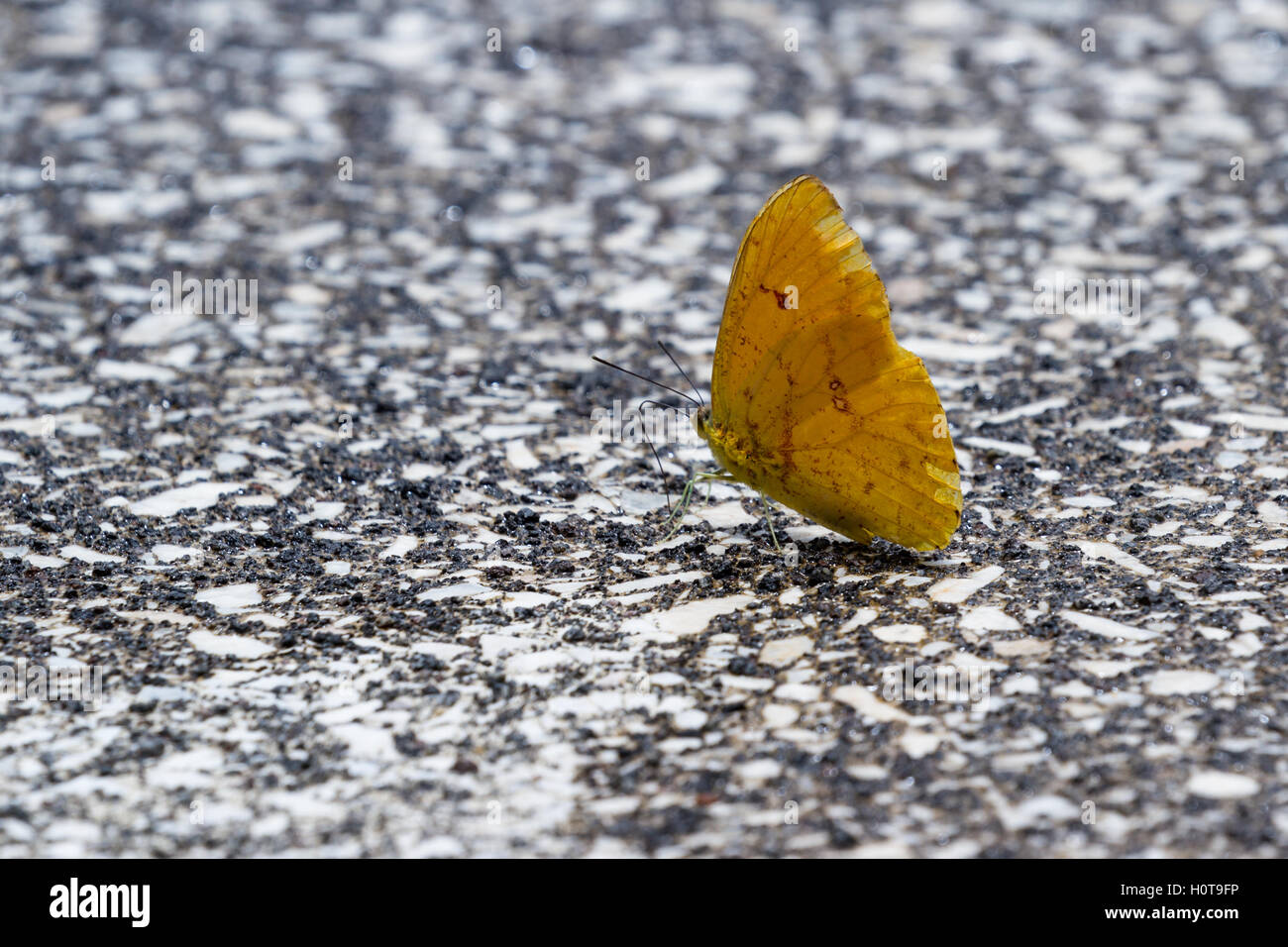 Plus De Détails Sur S Petit Papillon Jaune Dirking Hors De L