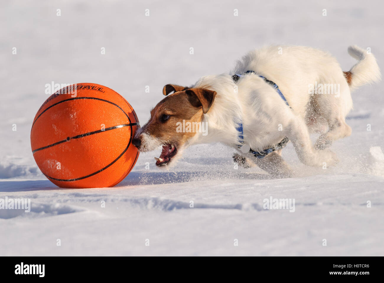 Chien qui court avec le basket ball à grande vitesse Photo Stock - Alamy