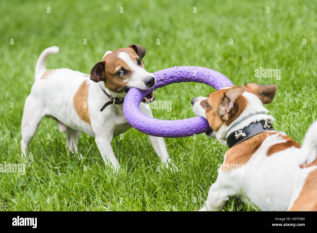 Deux chiens lutte jouer remorqueur jeu de guerre Banque D'Images