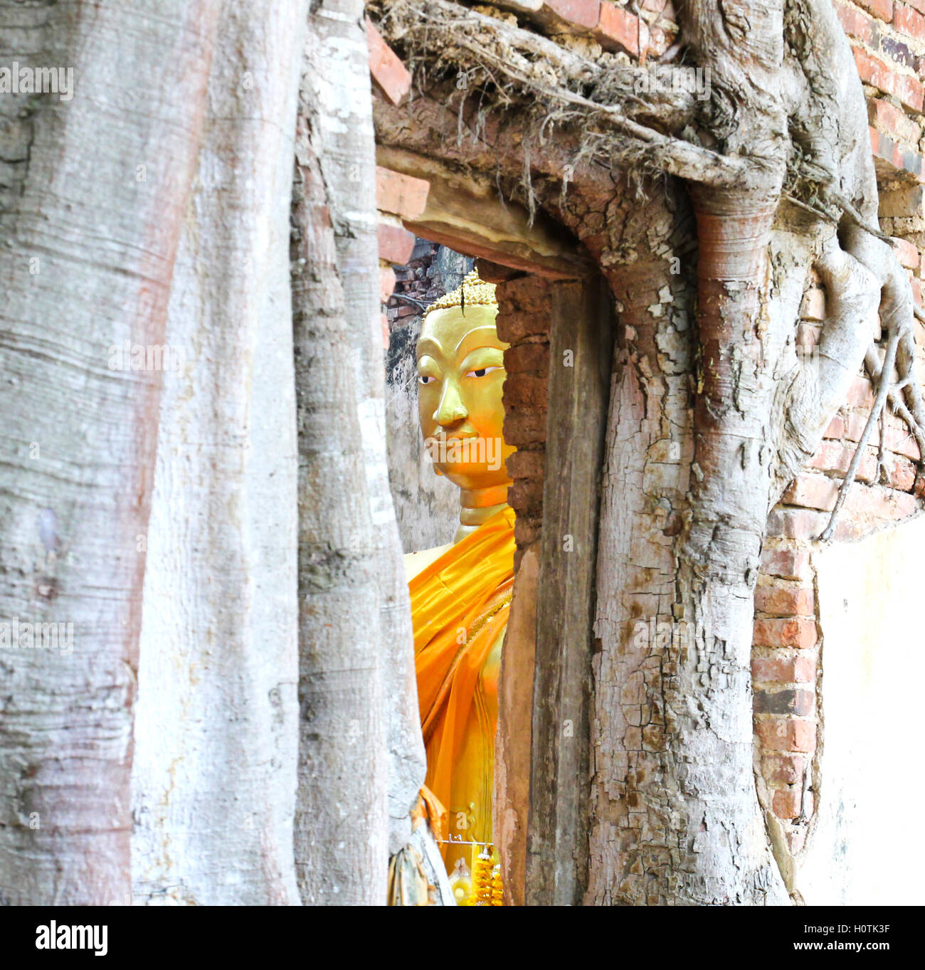 Unseen Thaïlande,ruines du vieux temple avec une racine d'arbre Bodhi,chanté,temple Katea Sala Daeng, Muang, Angthong, Thaïlande (prope Public Banque D'Images