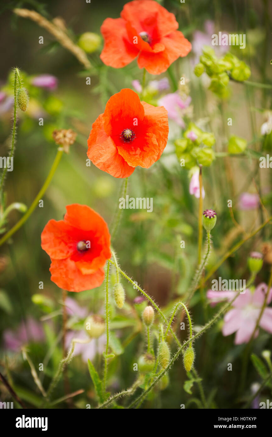 Coquelicots Banque D'Images