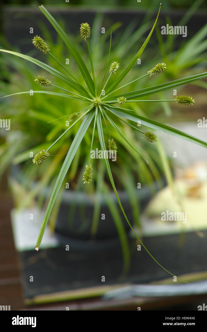 Vue En Gros Papyrus Plante Verte Herbe De Chat Photo Stock Alamy