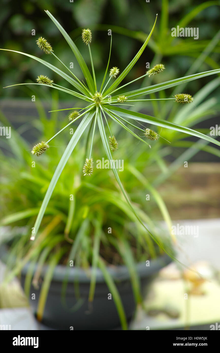 Vue En Gros Papyrus Plante Verte Herbe De Chat Photo Stock Alamy