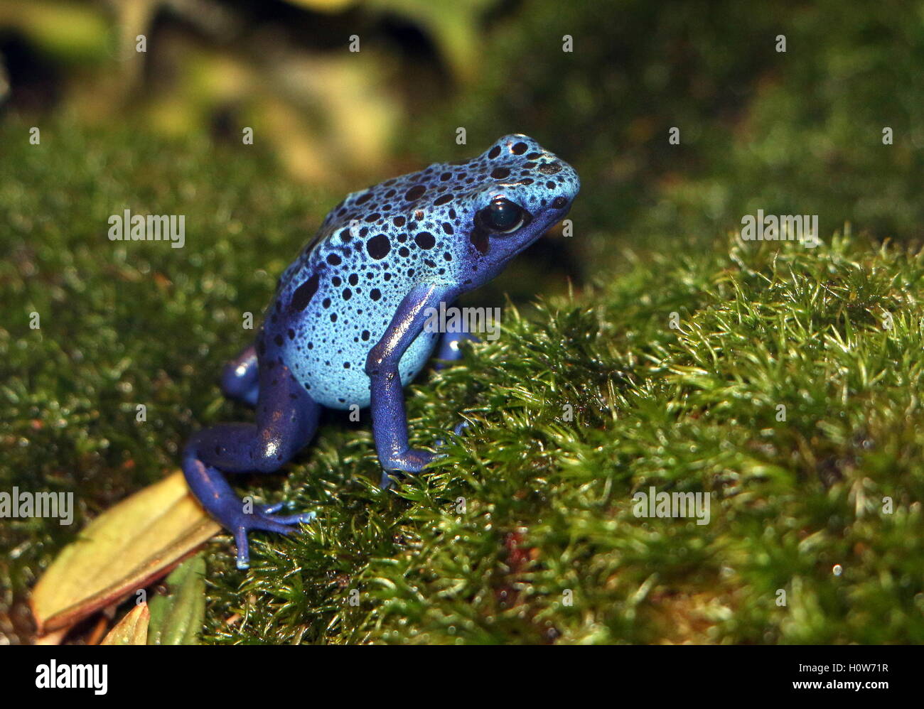 South American Blue poison dart frog / flèche frog (Dentrobates tinctorius azureus) Banque D'Images