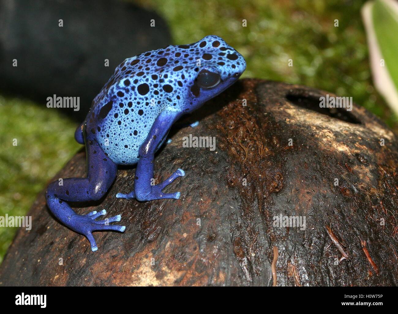 South American Blue poison dart frog / flèche frog (Dentrobates tinctorius azureus) Banque D'Images