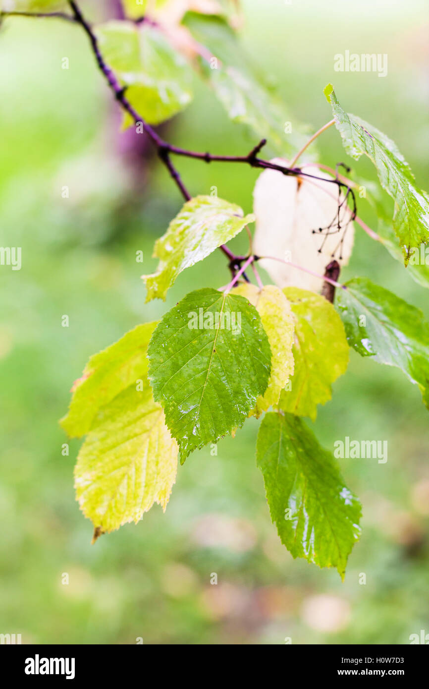Gouttes de pluie sur les feuilles vertes et jaunes de boxelder érable au jour d'automne Banque D'Images