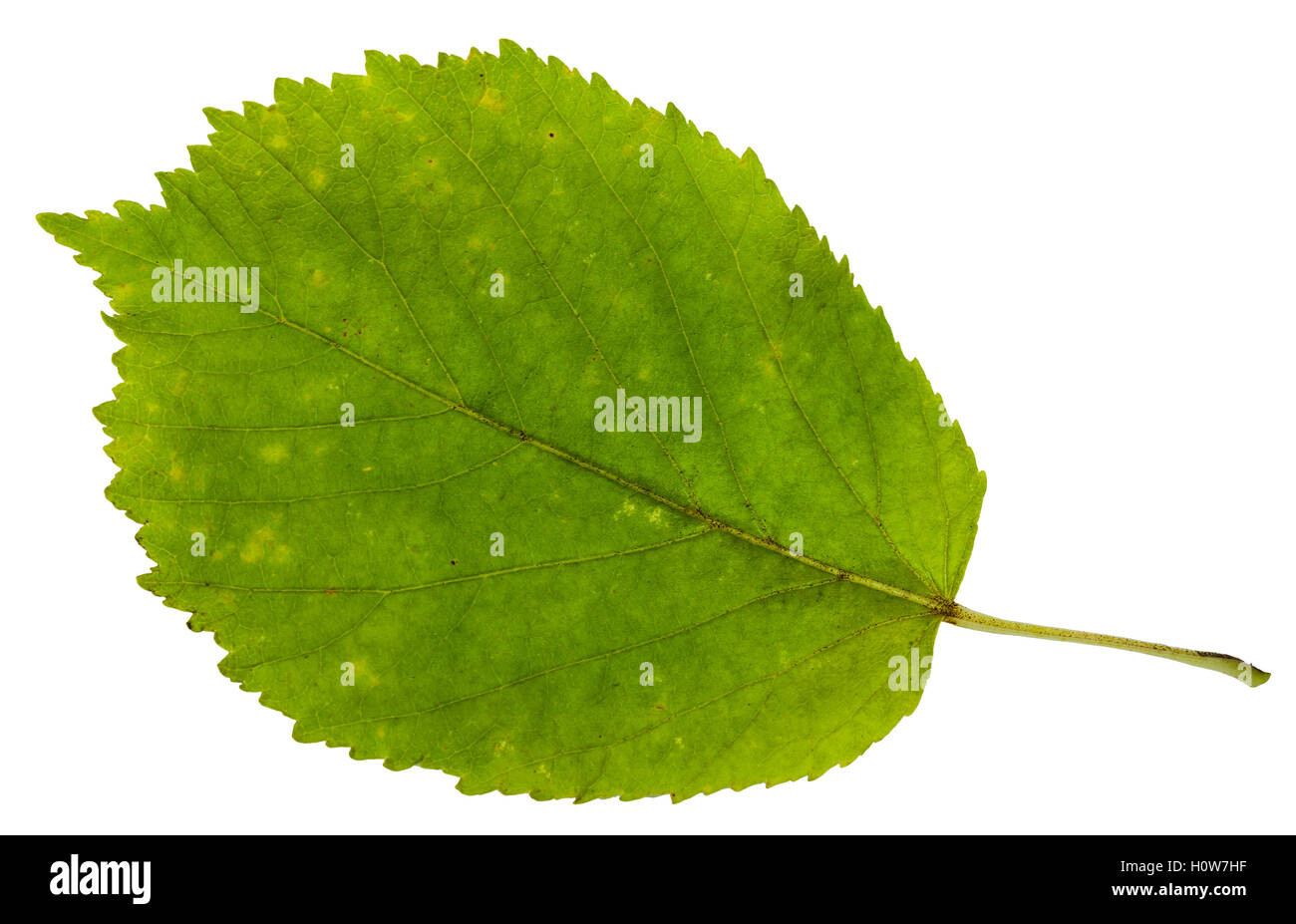 Vert feuille d'érable à feuilles de frêne (Acer negundo, fort ancien, boxelder érable, frêne, érable à feuilles de frêne érable) isolé sur bac blanc Banque D'Images