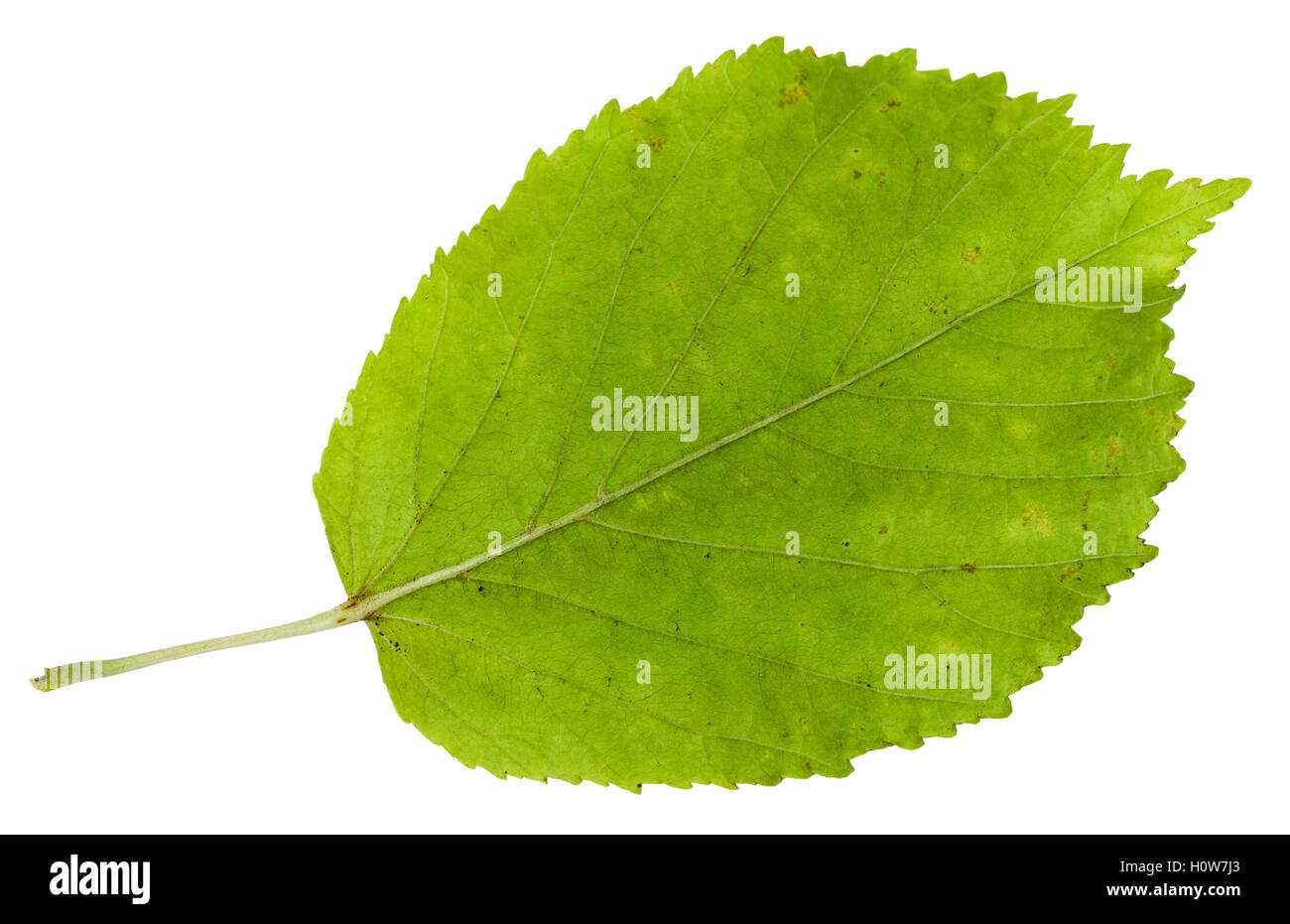L'arrière de la feuille verte d'arbres d'érable à feuilles de frêne (Acer negundo, fort ancien, boxelder érable, frêne, érable à feuilles de frêne érable) isolées Banque D'Images