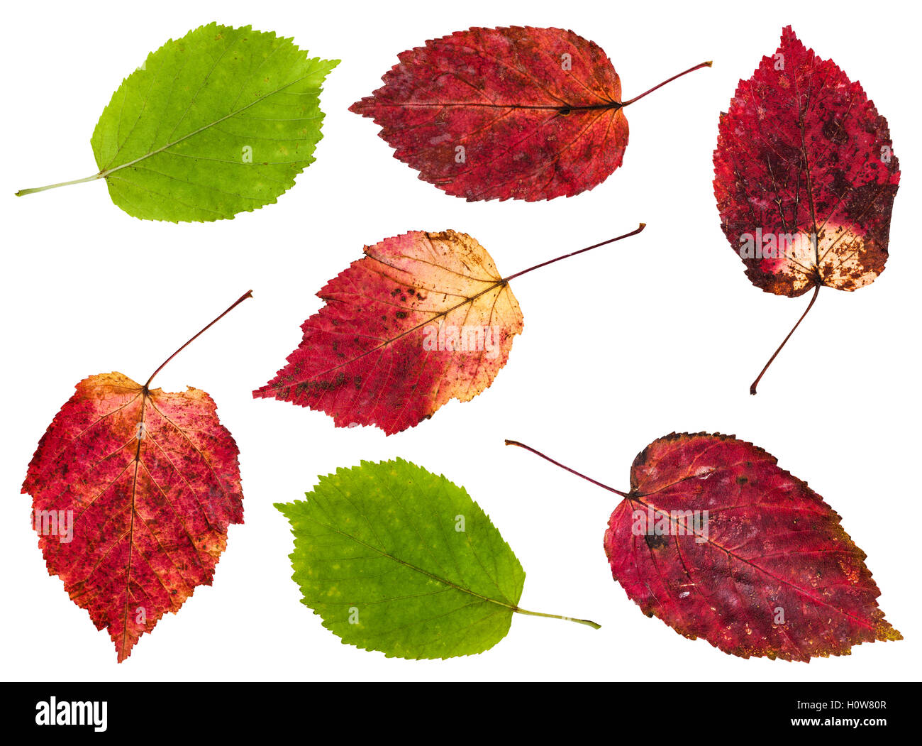 Mettre du rouge et vert feuilles d'érable frêne isolé sur fond blanc Banque D'Images