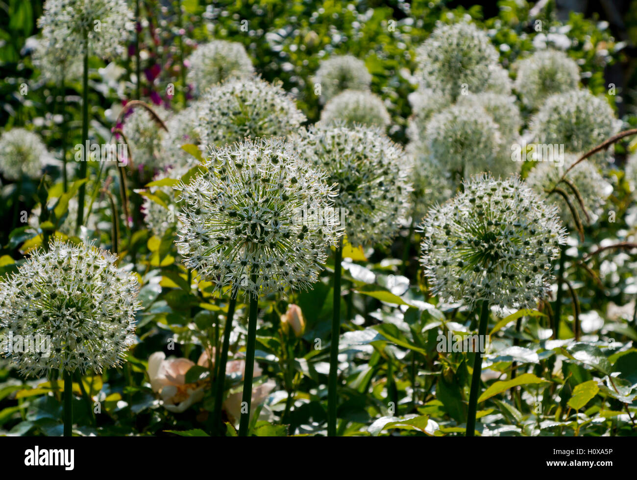Allium blanc des fleurs dans un jardin au début de l'été Banque D'Images