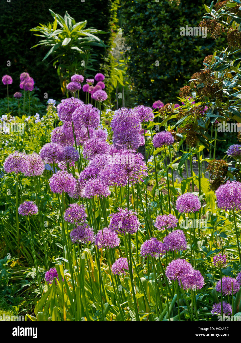 Allium Purple fleurs en croissance dans un jardin au début de l'été Banque D'Images