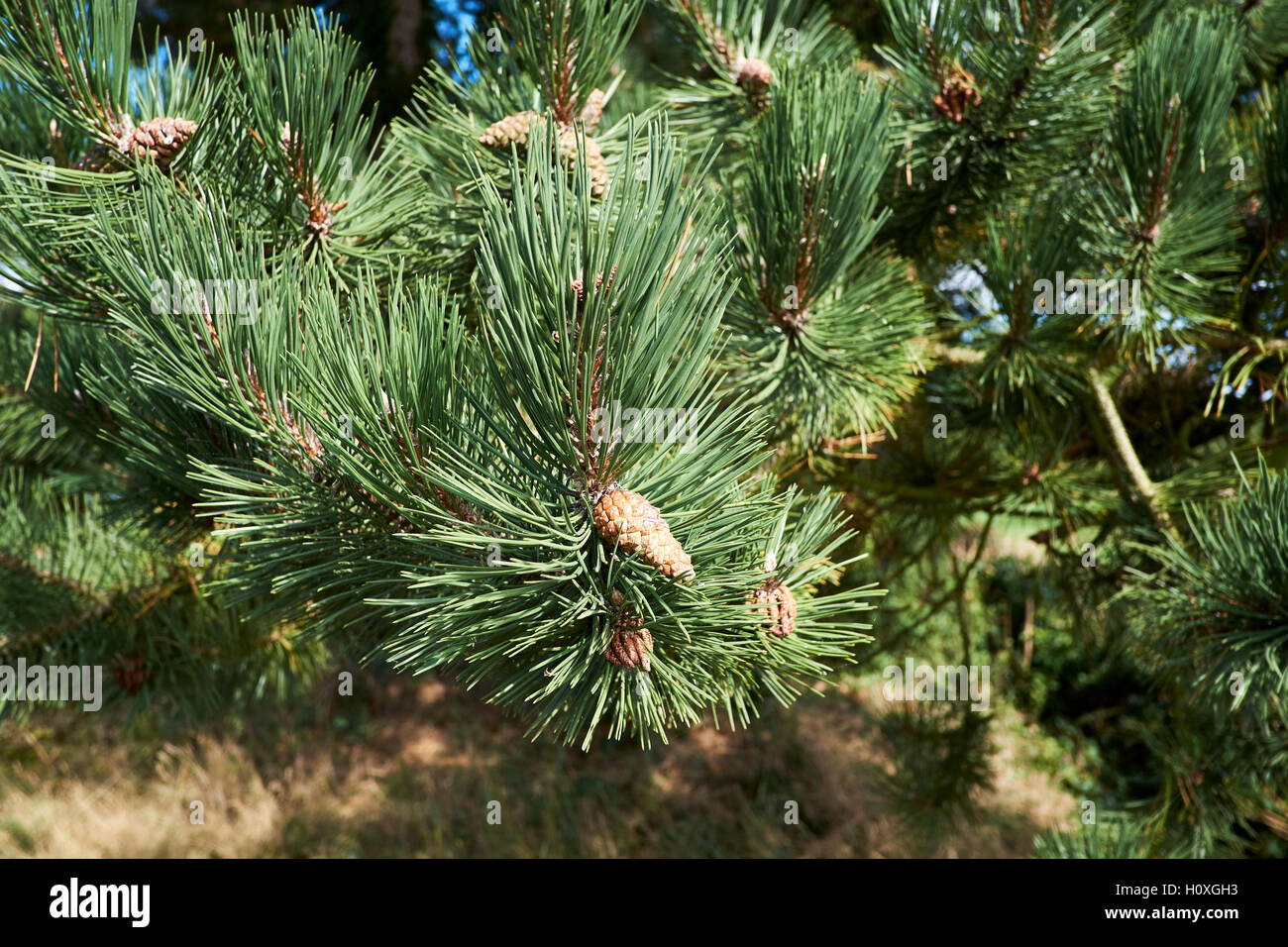 Le pin sylvestre (Pinus sylvestris) arbre avec des pommes de pin, UK. Banque D'Images