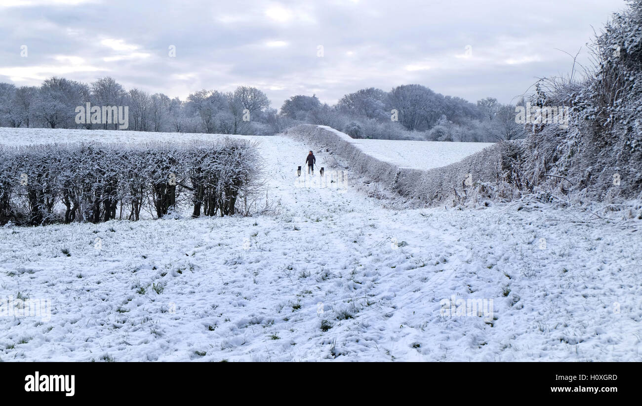 Dog walker - champs couverts de neige Banque D'Images