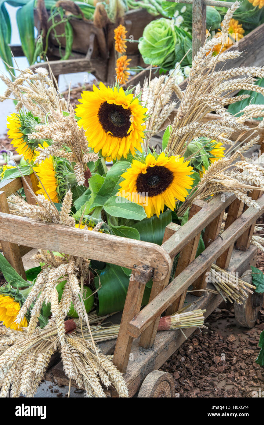 Panier en bois avec du blé et du tournesol sur l'affichage à la Harrogate automne flower show. Harrogate North Yorkshire, Angleterre Banque D'Images