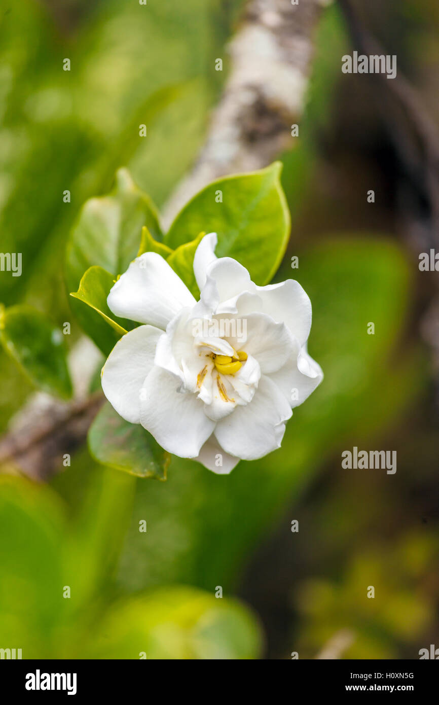 Fleur nationale de Cuba - La Mariposa (papillon jasmin Photo Stock - Alamy Fleur nationale de Cuba - La Mariposa (papillon jasmin Photo Stock - Alamy