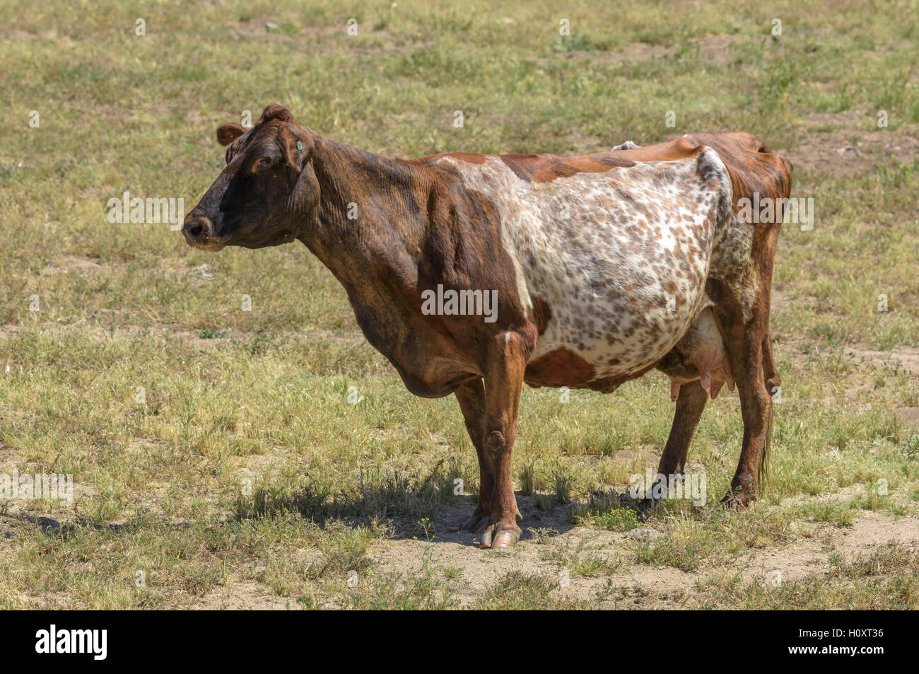 Lait Jersey cow standing in pasture Banque D'Images