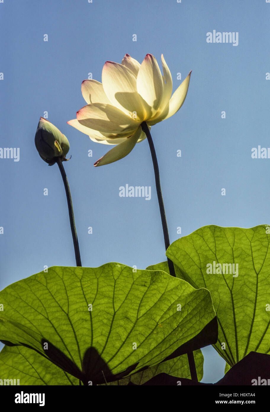 Lotus flower bud,chinois, et les feuilles Banque D'Images