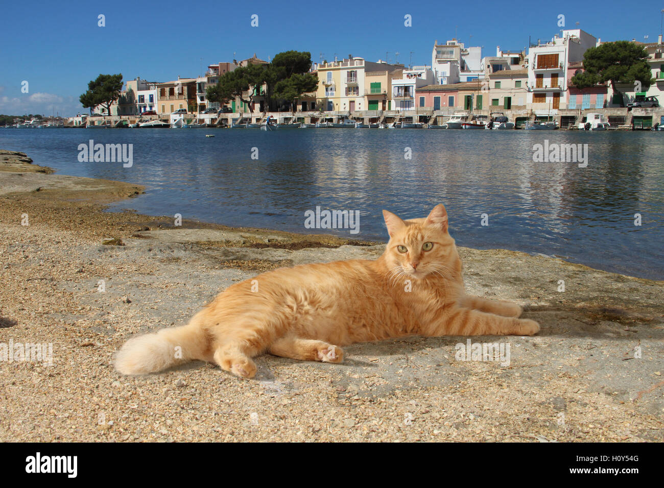 Chat domestique, red tabby, gingembre, allongé sur une plage de galets à l'eau en face d'un port de pêche, l'Espagne, Majorque. Banque D'Images