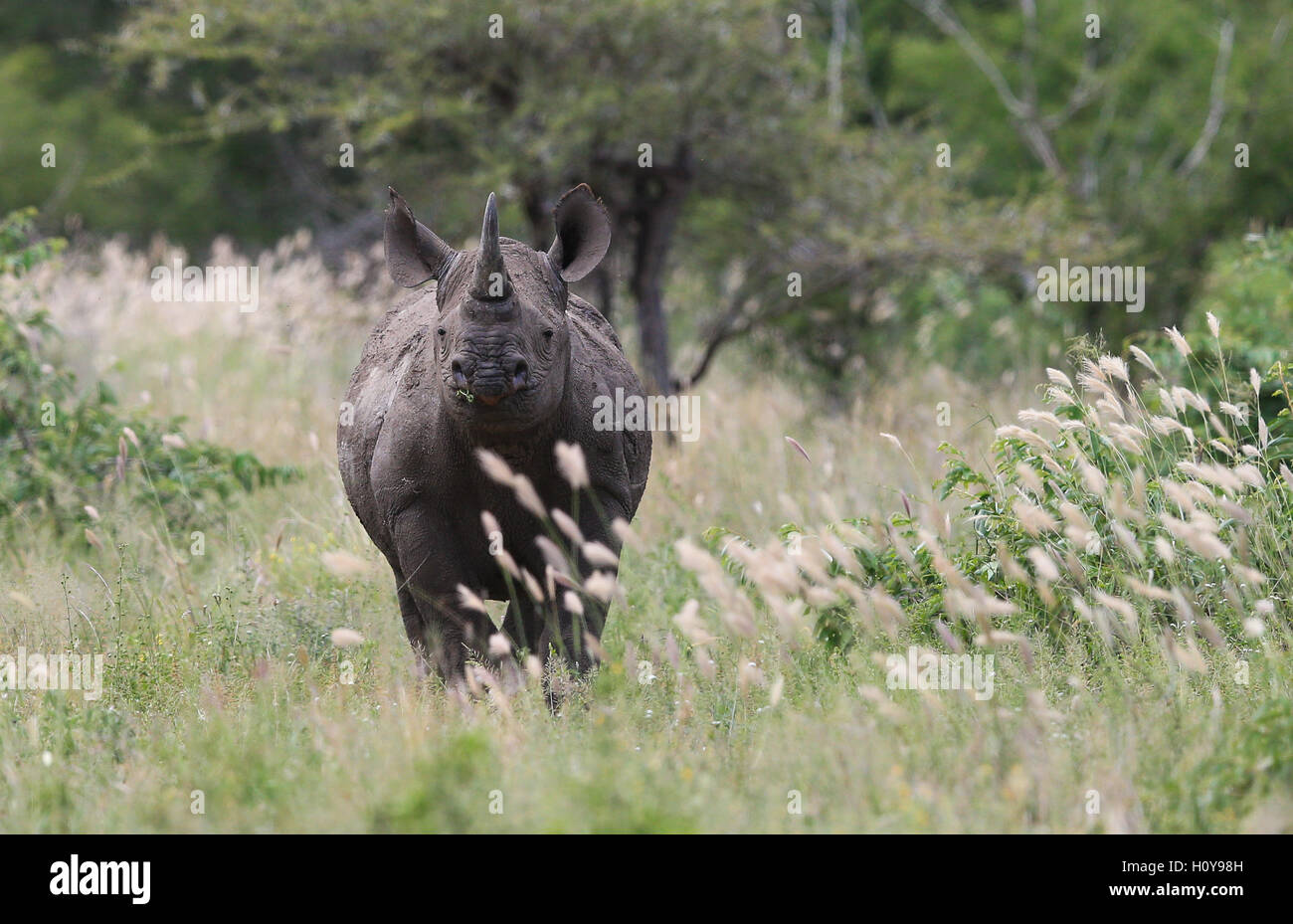 Rhinocéros noir du Parc National Kruger en Afrique du Sud Banque D'Images