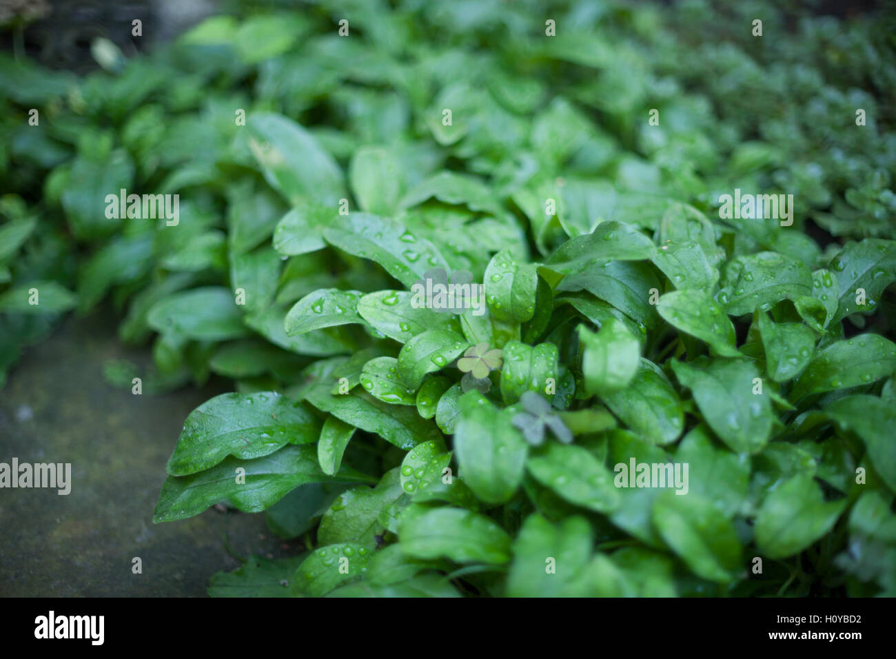 Clover en jour de pluie. Photo de champ profond peu profondes. Banque D'Images