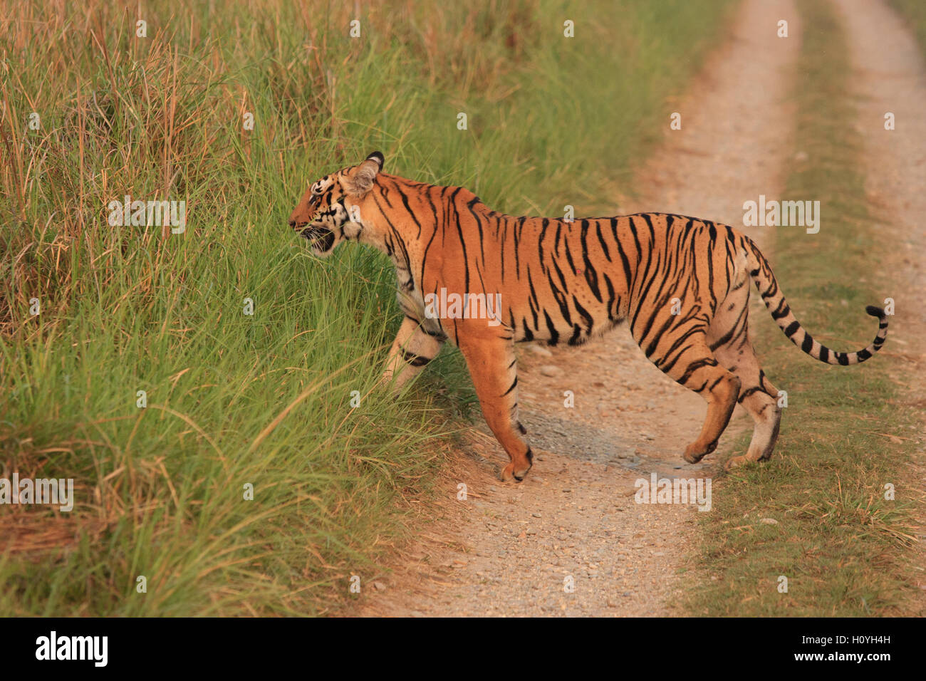 Tigre du Bengale crossing route de terre au Dhikala grassland - photographiée au parc national de Corbett (Inde) Banque D'Images