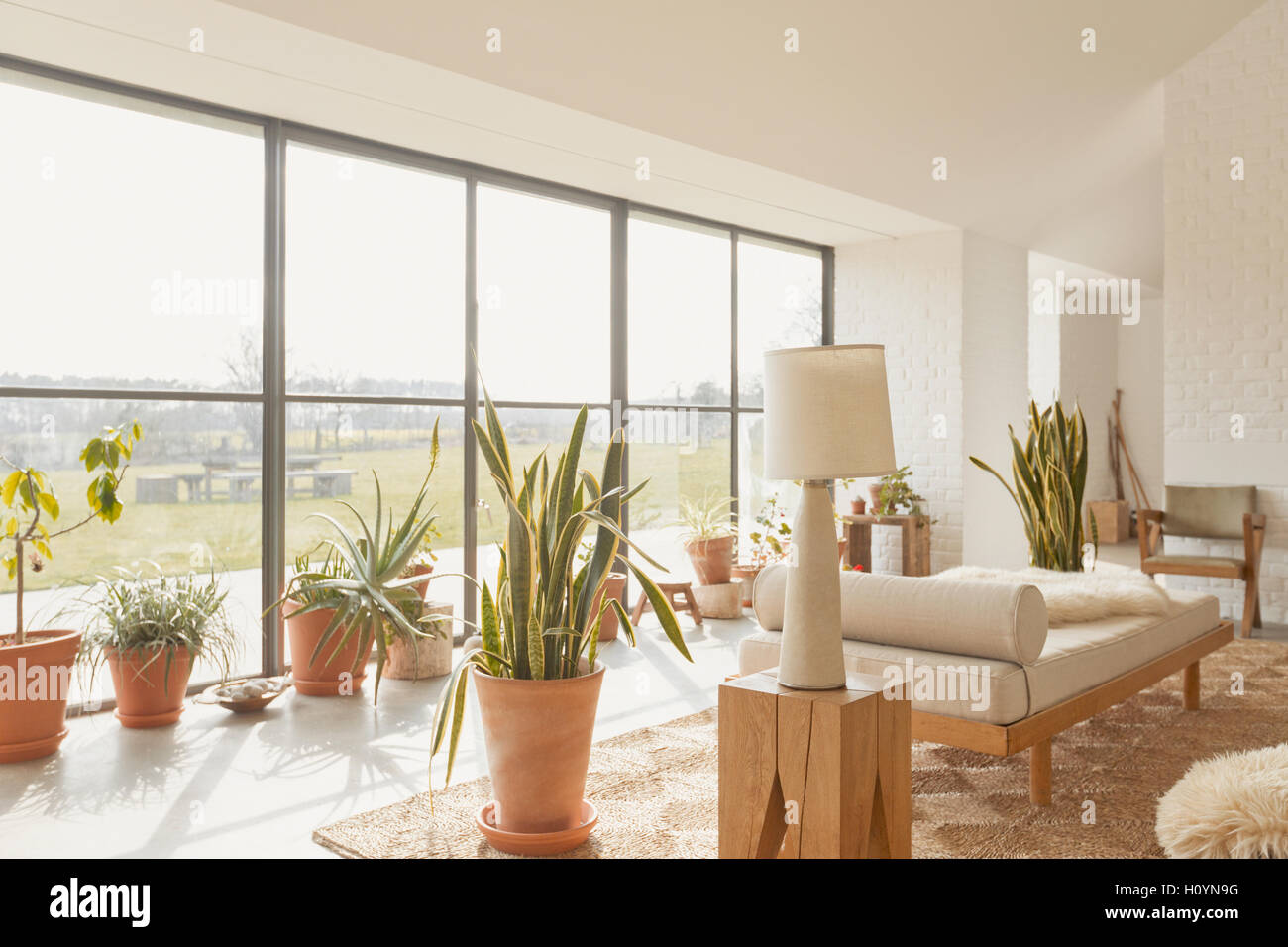 Plante en pot sunny home vitrine salon Banque D'Images