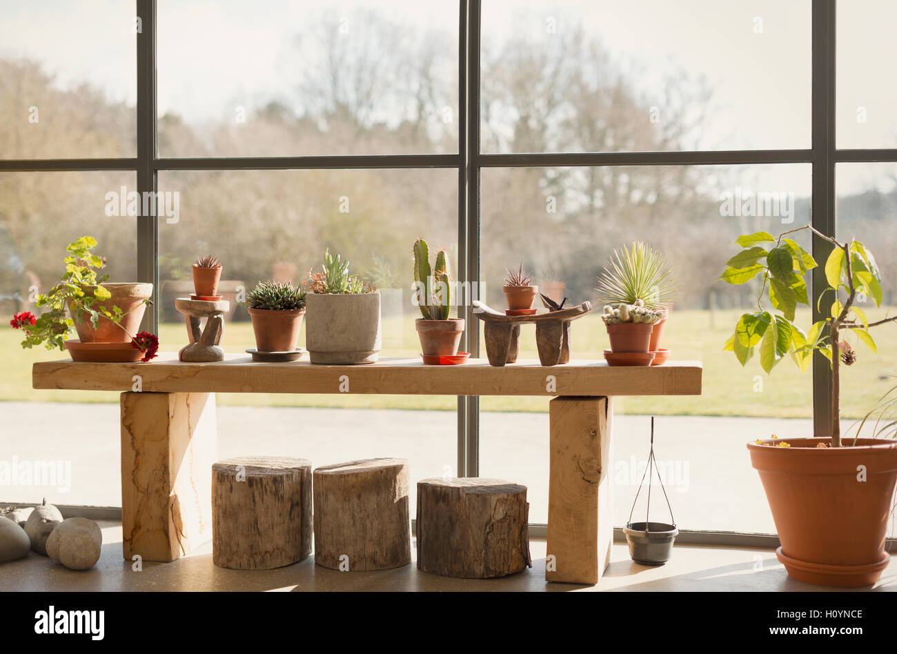 Plante en pot de cactus fenêtre véranda croissante Banque D'Images