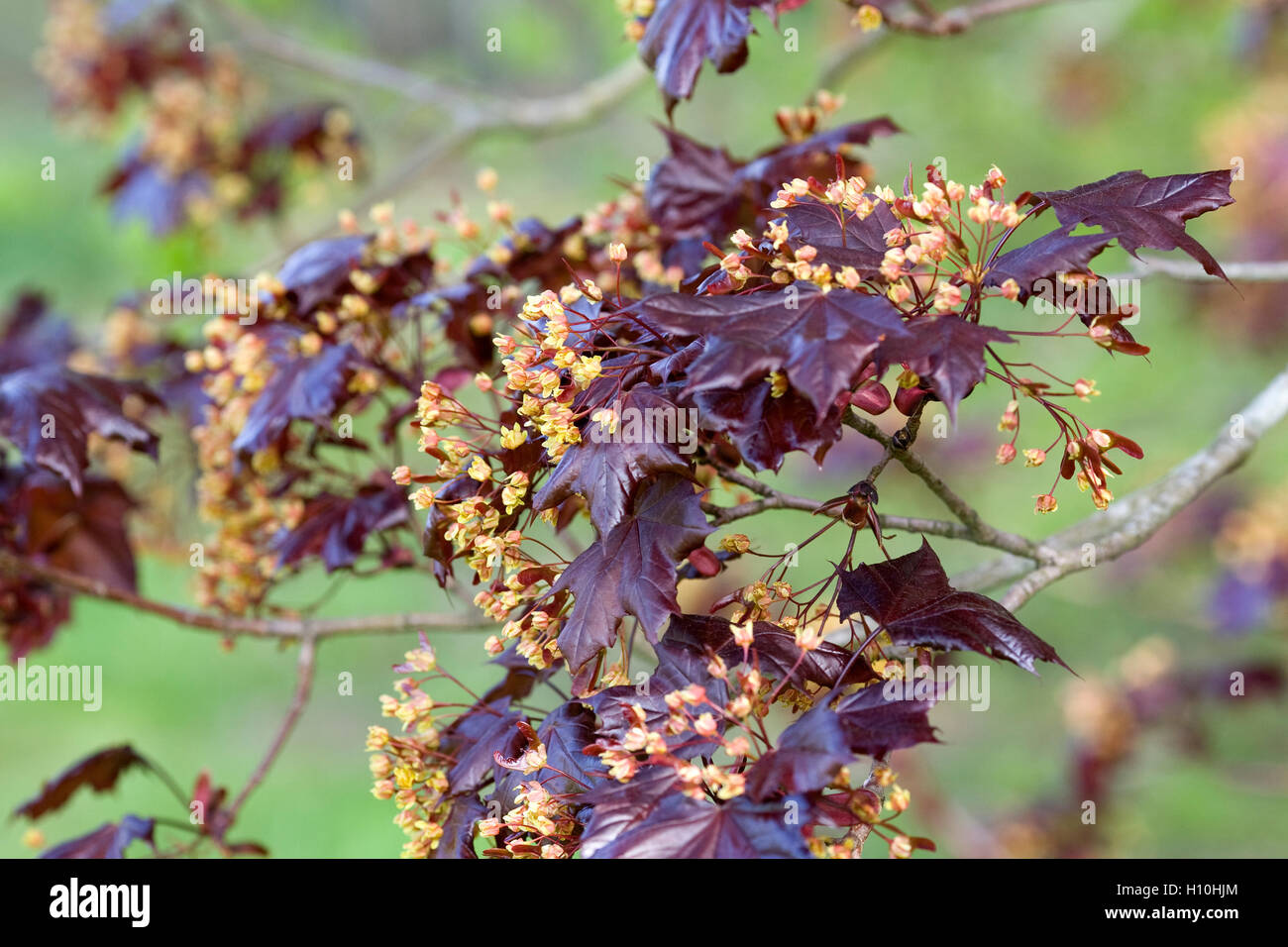 Acer platanoides 'Goldsworth Purple' en fleurs. Banque D'Images