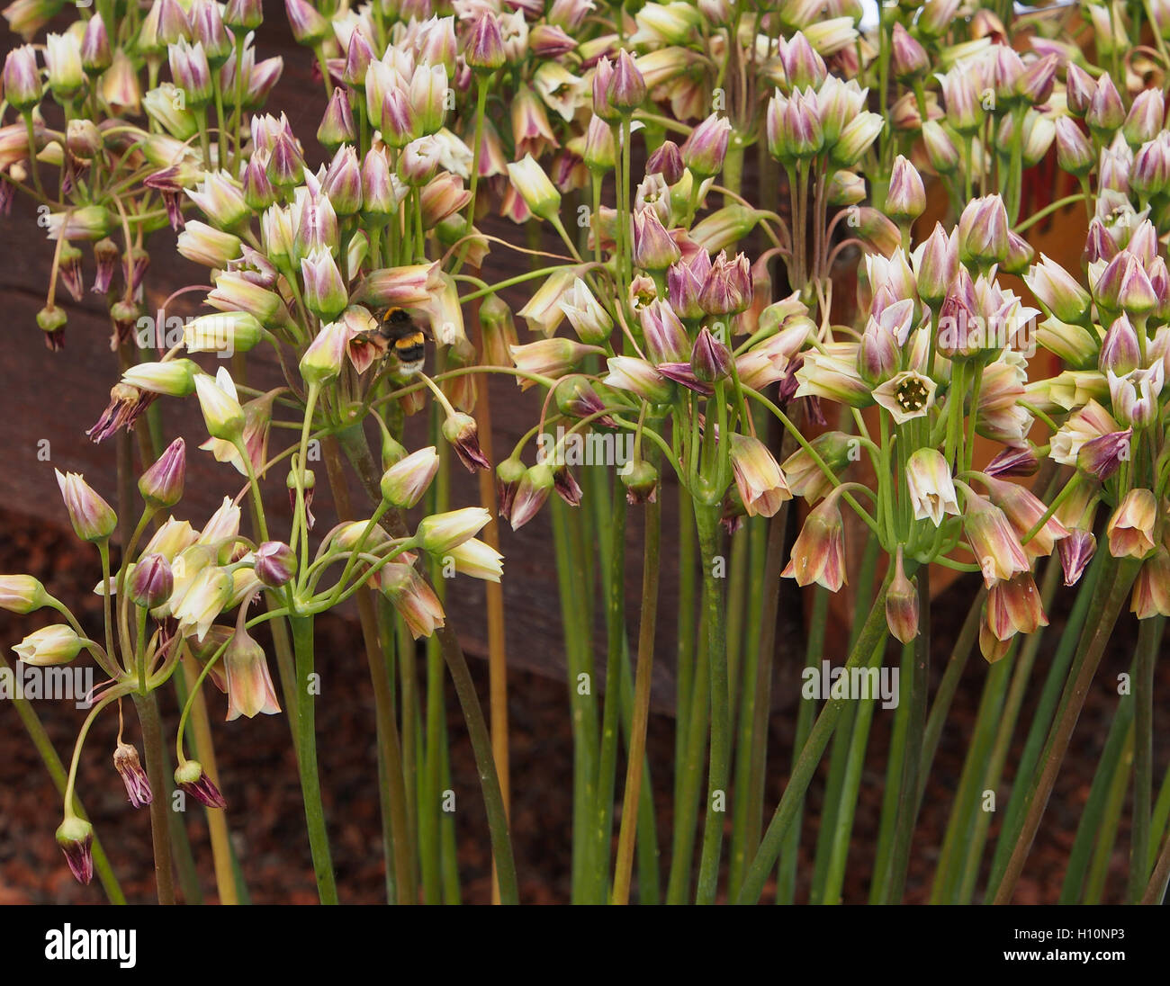 Gros plan - nectaroscordum siculum - subsp bulgaricum (miel) garllic sicillian montrant les différents bouquets. Prises sur le parc Tatton Flower show. Banque D'Images