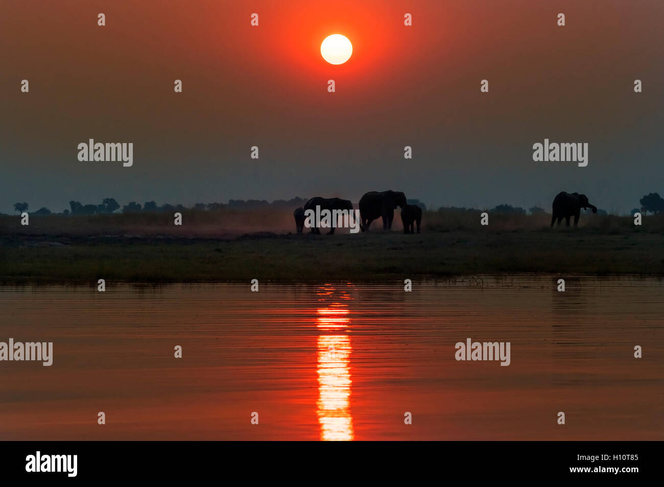 Silhouette d'un troupeau d'éléphants au coucher du soleil dans le Parc National de Chobe au Botswana ; Banque D'Images Silhouette d'un troupeau d'éléphants au coucher du soleil dans le Parc National de Chobe au Botswana ; Banque D'Images