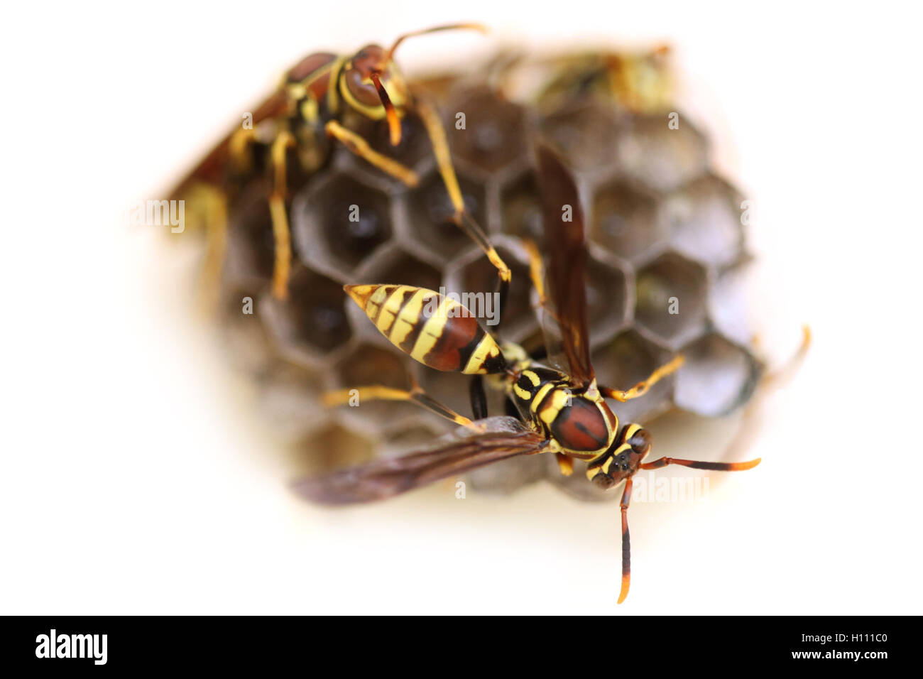 Sur Nid d'guêpes tendant à leur nid Banque D'Images