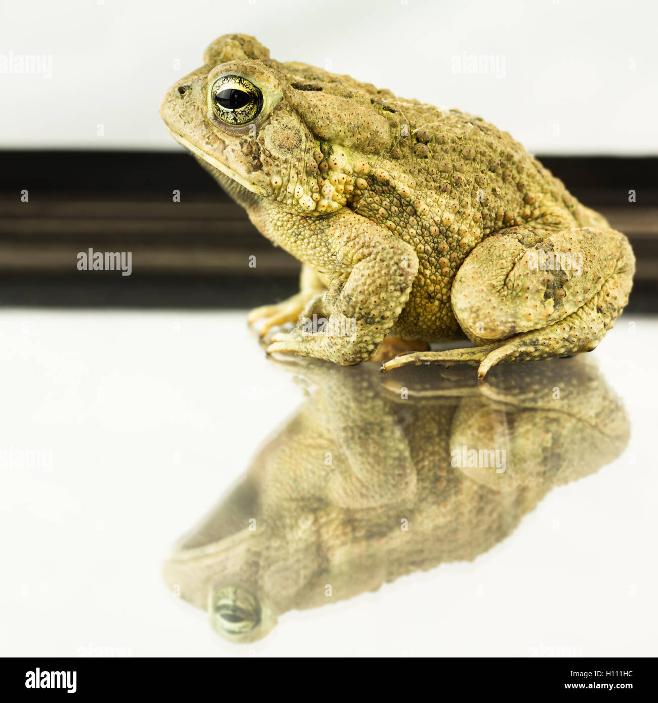 Crapaud d'Amérique 2,5 pouces avec des verrues, en Caroline du Nord. Banque D'Images