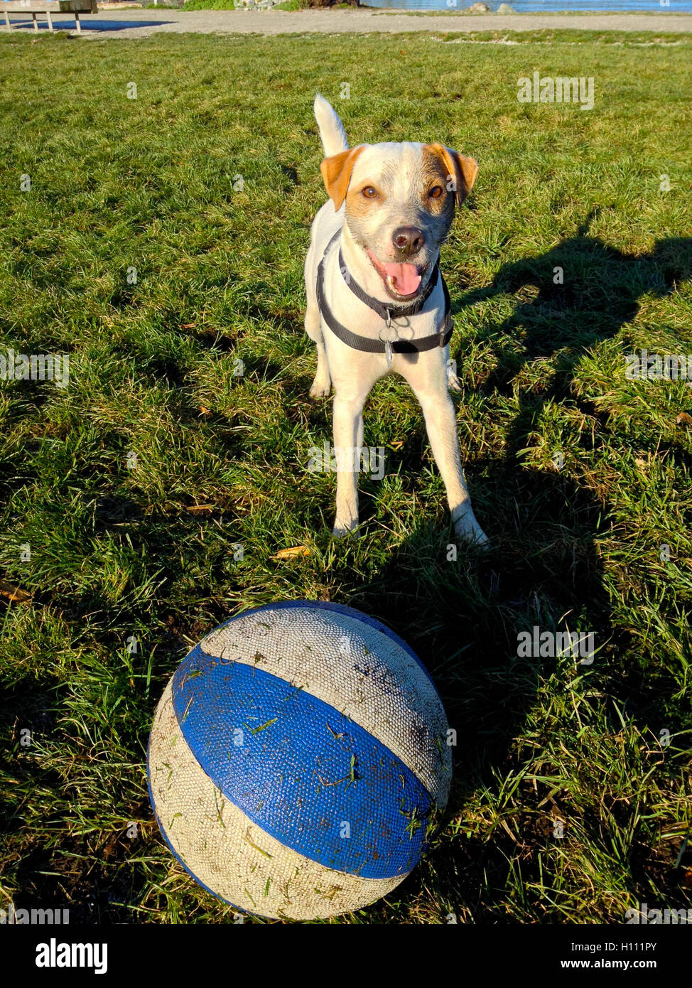 Mac-The-Jack joue avec le basket-ball dans la région de chiens sans laisse, dans le parc du crabe, Vancouver, C.-B. Banque D'Images