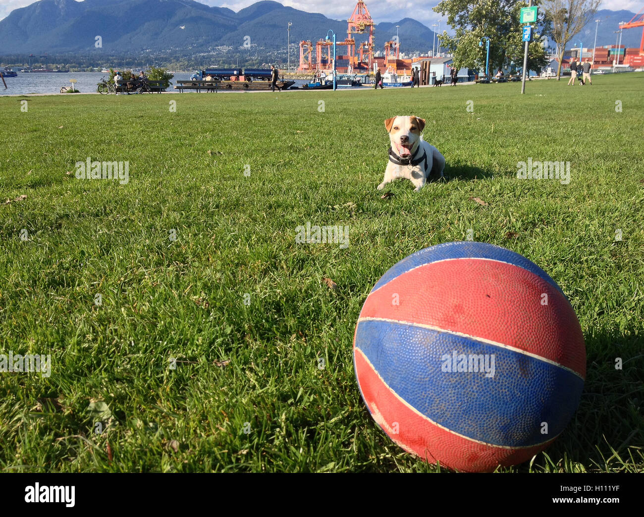 Mac-The-Jack joue avec le basket-ball dans la région de chiens sans laisse, dans le parc du crabe, Vancouver, C.-B. Banque D'Images