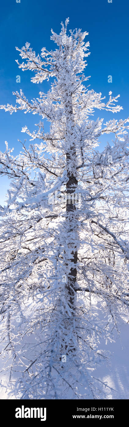 L'épinette noire de la taïga d'hiver arbre givre couverts Banque D'Images L'épinette noire de la taïga d'hiver arbre givre couverts Banque D'Images