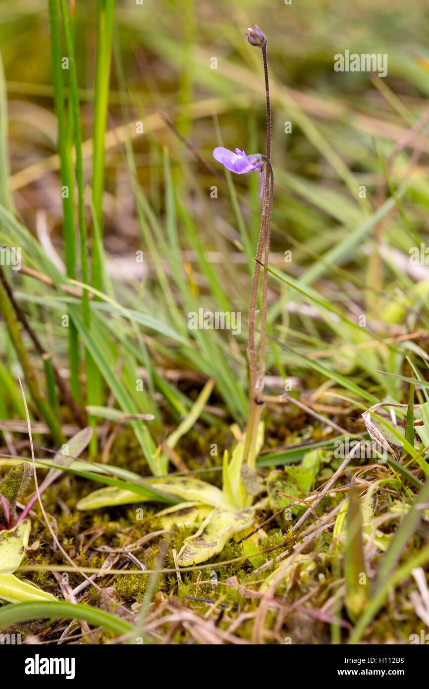 Grassette commune (Pinguicula vulgaris) des plantes insectivores, poussant sur la tourbière acide, Norfolk, Angleterre Banque D'Images