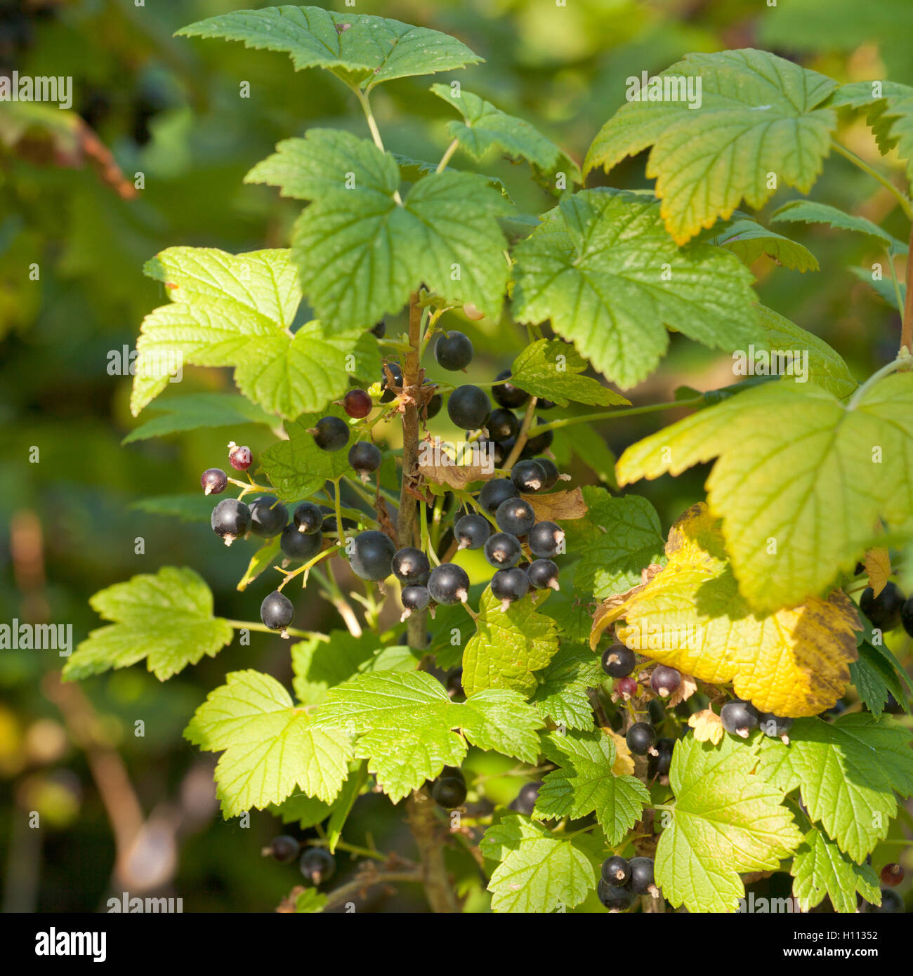 Rubus hudsonianum venu du nord sauvage Groseillier noir Banque D'Images Rubus hudsonianum venu du nord sauvage Groseillier noir Banque D'Images