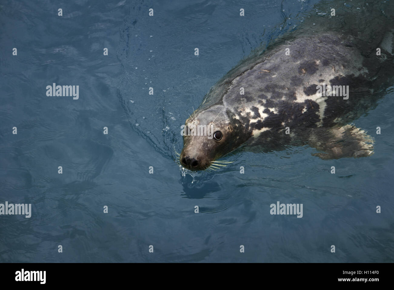Shot de natation unique joint dans la nature prises à Cornwall du ci-dessus Banque D'Images
