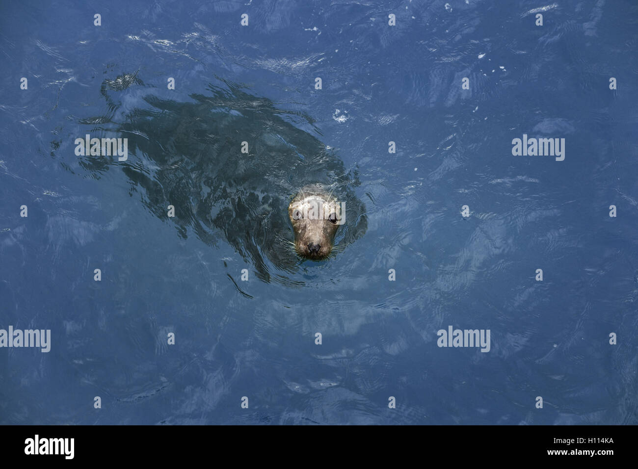 Shot de natation unique joint dans la nature prises à Cornwall du ci-dessus Banque D'Images