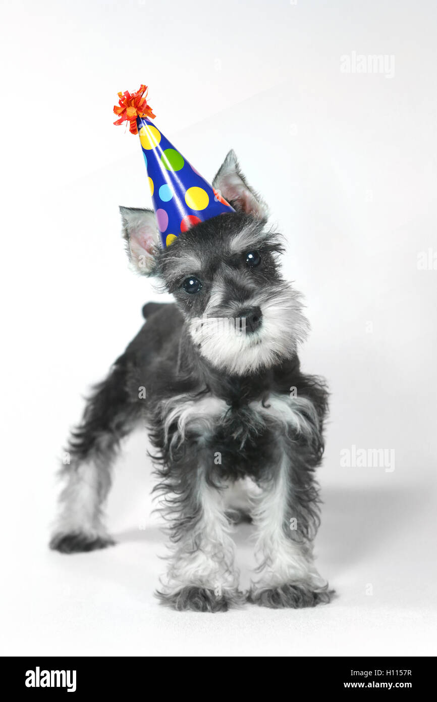Anniversaire Hat portant Schnauzer nain Puppy Dog on White Banque D'Images