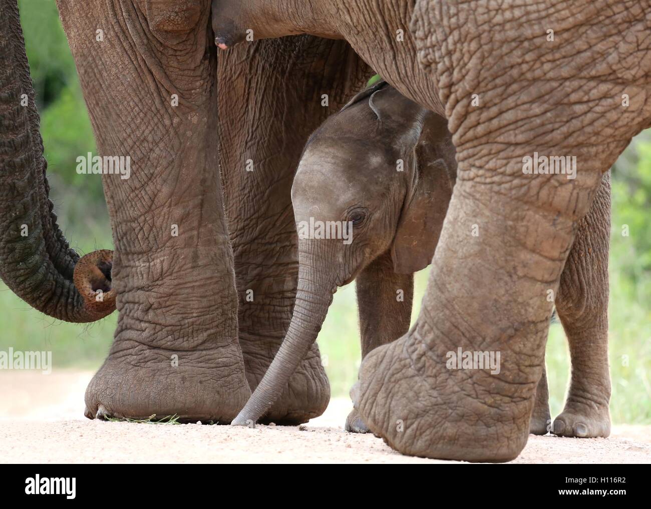 African Elephant bébé et maman Banque D'Images