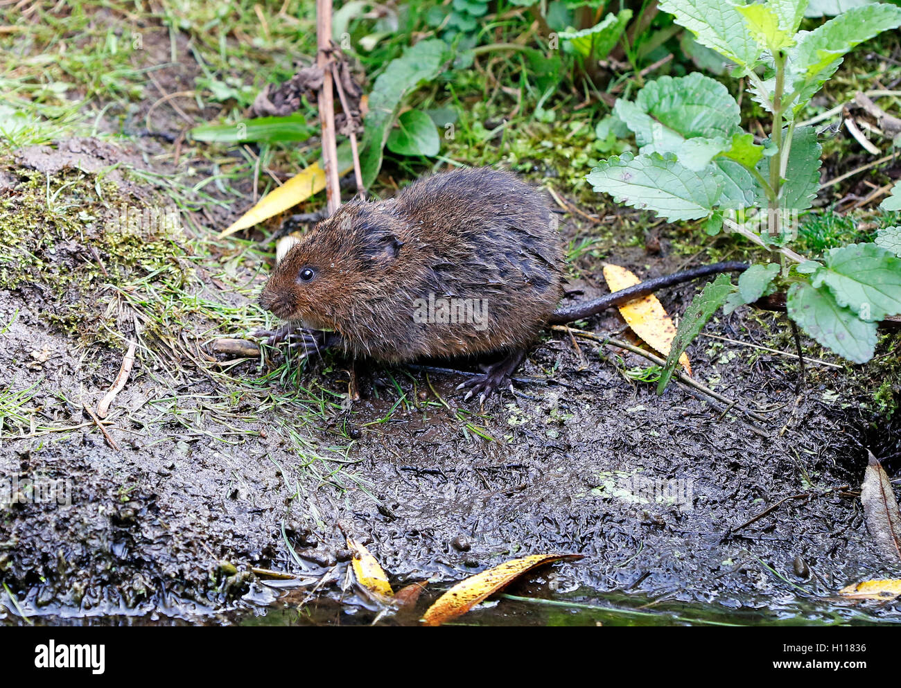 Wate Vole Arvicola amphibie) Banque D'Images