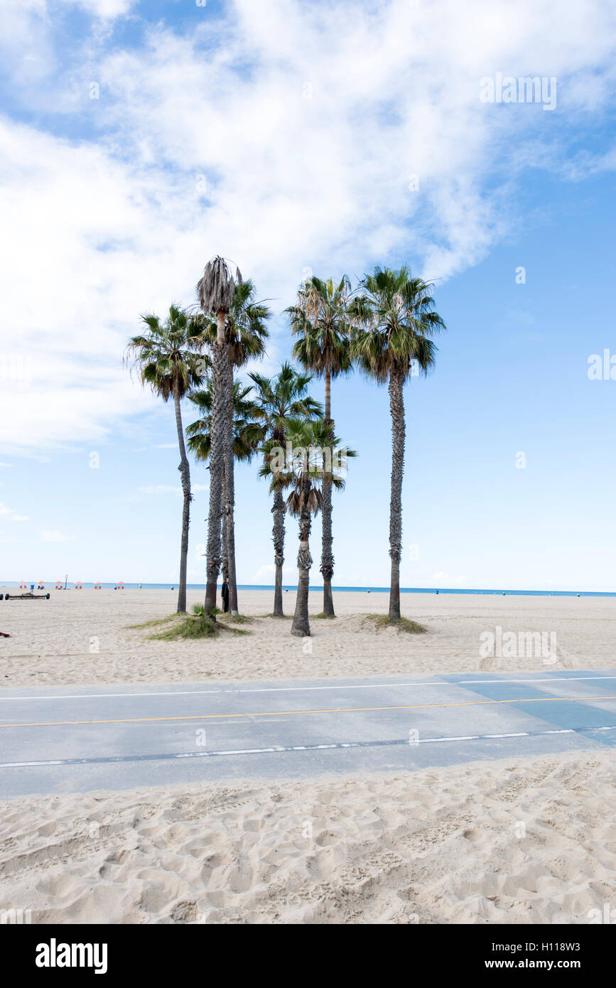 Palmiers à Santa Monica Banque D'Images