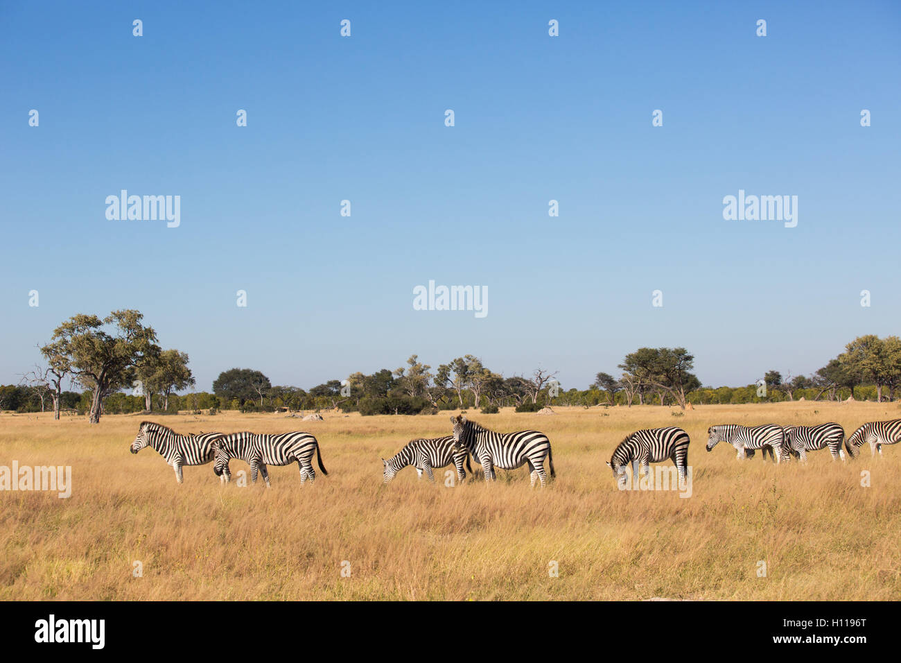 Vue panoramique d'un zèbre des plaines (Equus burchelli) se nourrir dans une prairie ouverte savane dans Hwange Banque D'Images