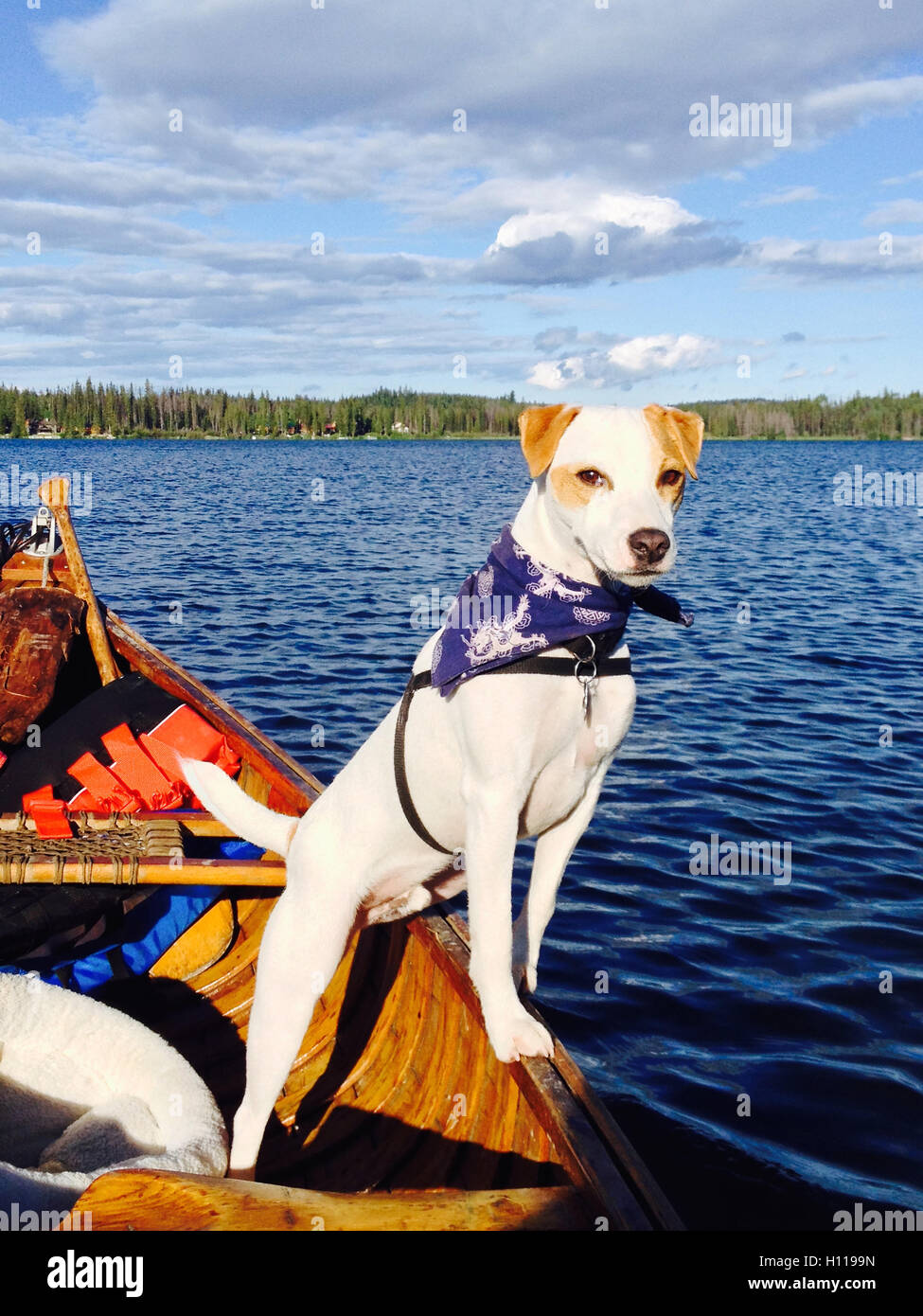 Marin et pêcheur ; Mac-le-Jack Russell pose en canoë. Prêt à plonger après la truite sur le Lac le jeune BC, Canada Banque D'Images