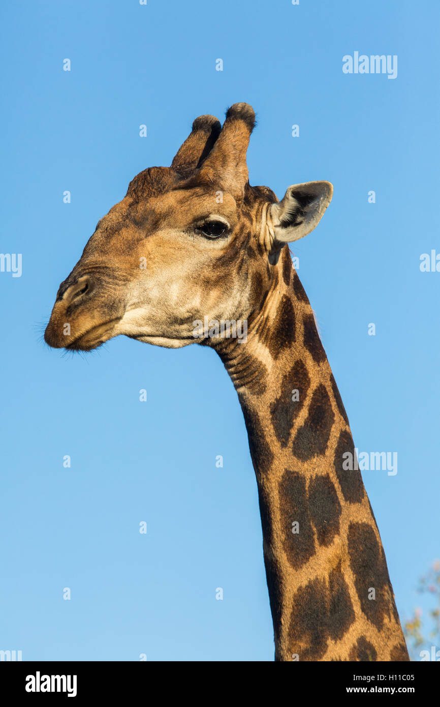 Portrait d'un homme le sud de Girafe (Giraffa giraffa) contre un ciel bleu Banque D'Images