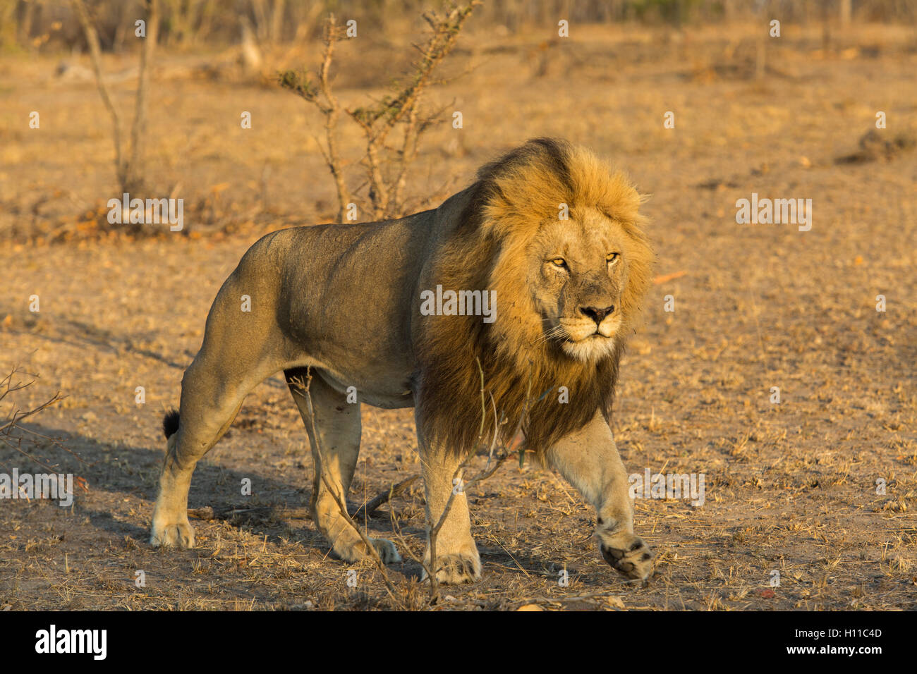 Grand male lion (Panthera leo) en mouvement dans un éclairage chaleureux Banque D'Images