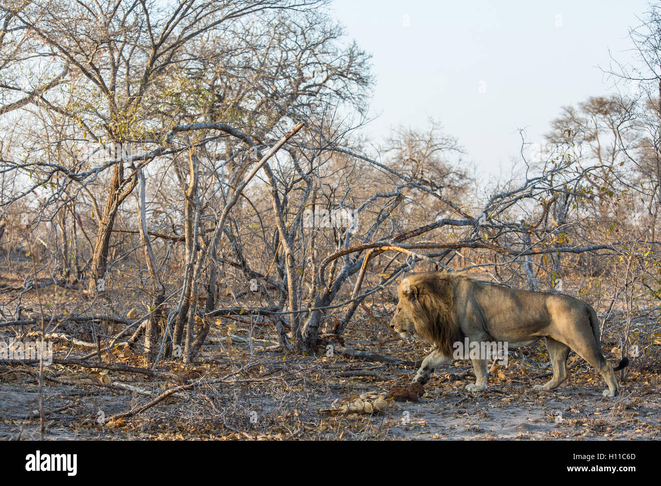 Une grande crinière de lion (Panthera leo) balade à travers la brousse densément boisé Banque D'Images