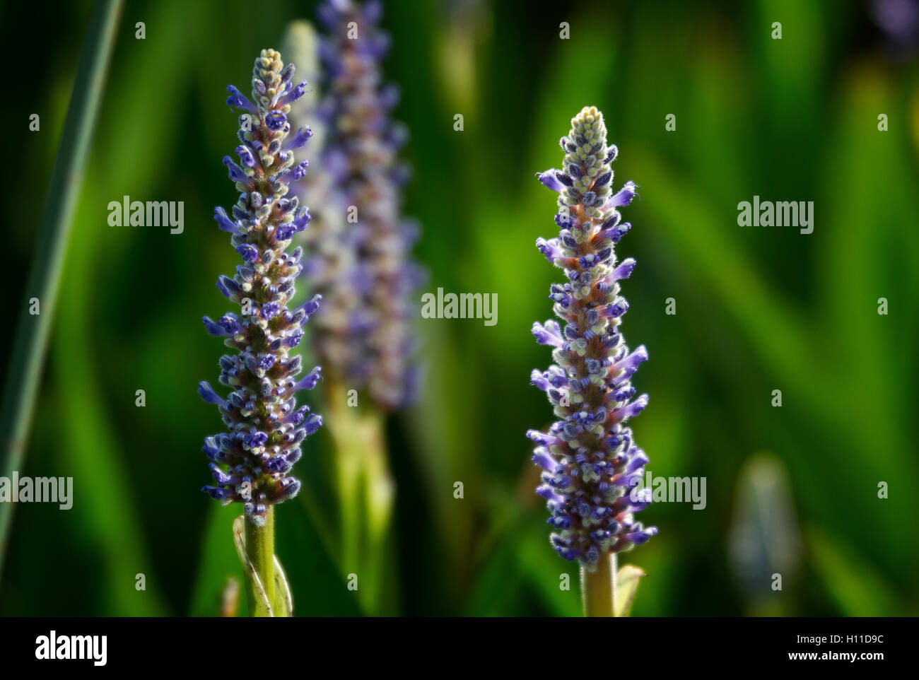 Une belle flèche de mauvaises herbes brochet florettes ponctue un vert vif fond aquatique avec ses belles couleurs pourpre en Floride Banque D'Images